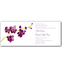 Orchid Beauty